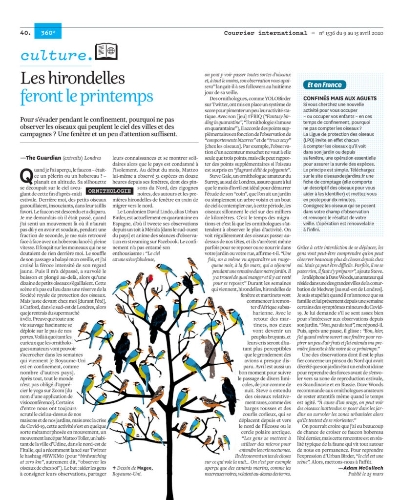 In isolation – observe birds! Courier International - Joe Magee - Anna Goodson Illustration Agency
