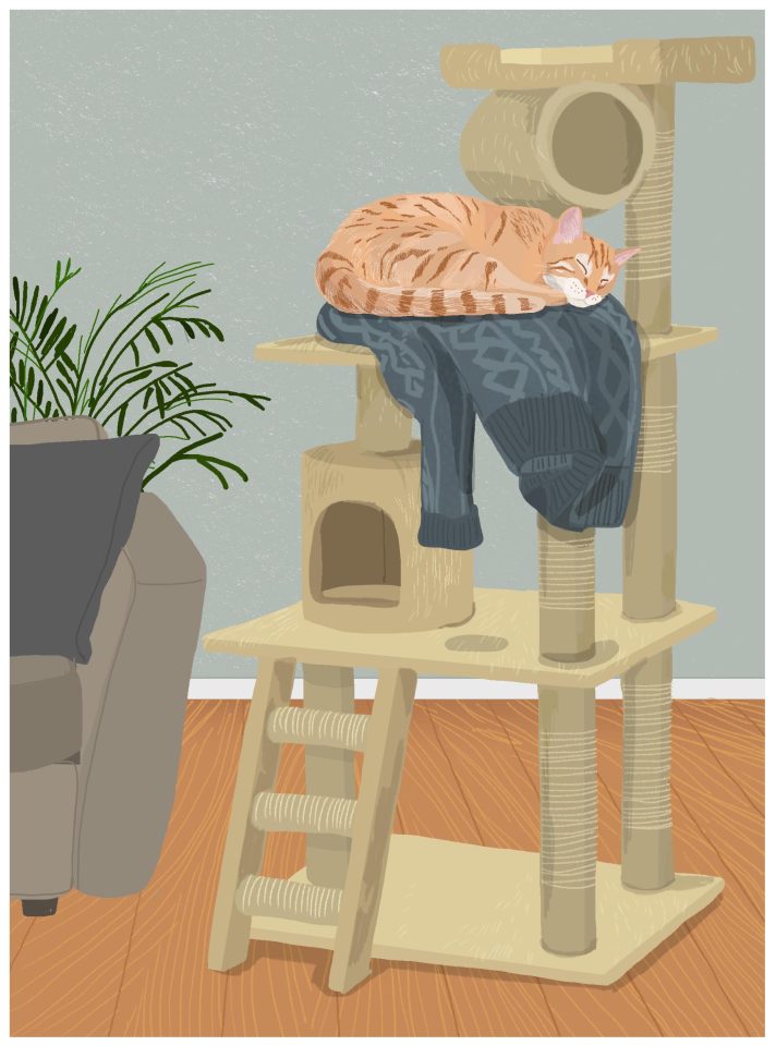 cat book