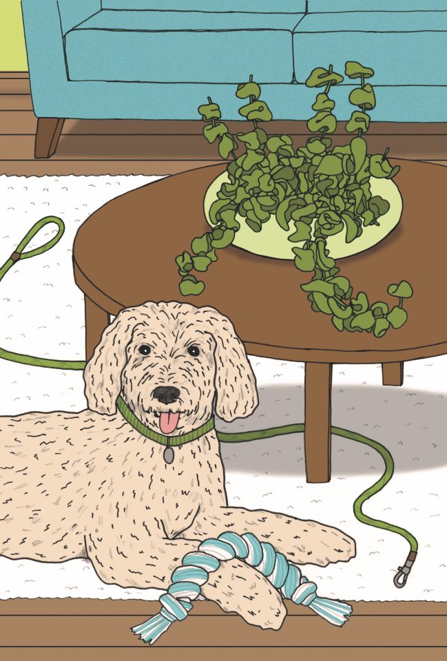 Rope hoya plant
