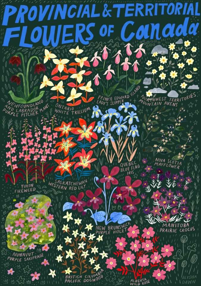 Alysha Dawn / Canada Flowers Poster