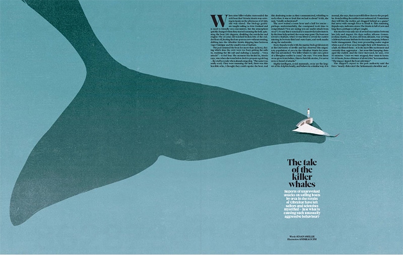 The Tale of the Killer Whales /The Observer Magazine - Andrea Ucini - Anna Goodson Illustration Agency