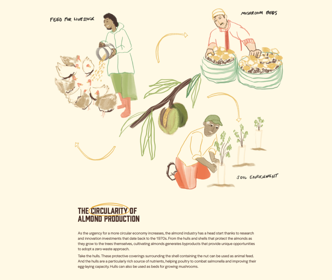 California Almonds Advertorial / The New York Times - Angelo Dolojan - Anna Goodson Illustration Agency